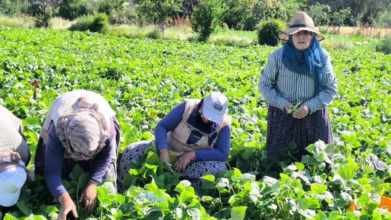 Fasulyede hasat maratonu başladı! Rakamlar belli oldu
