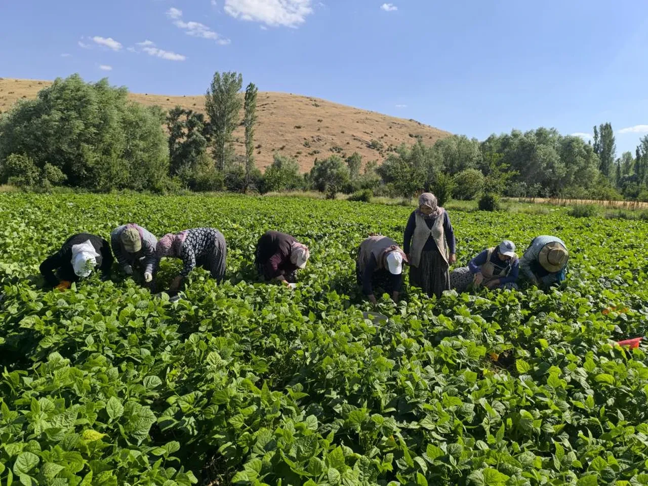 Fasulyede hasat maratonu başladı! Rakamlar belli oldu
