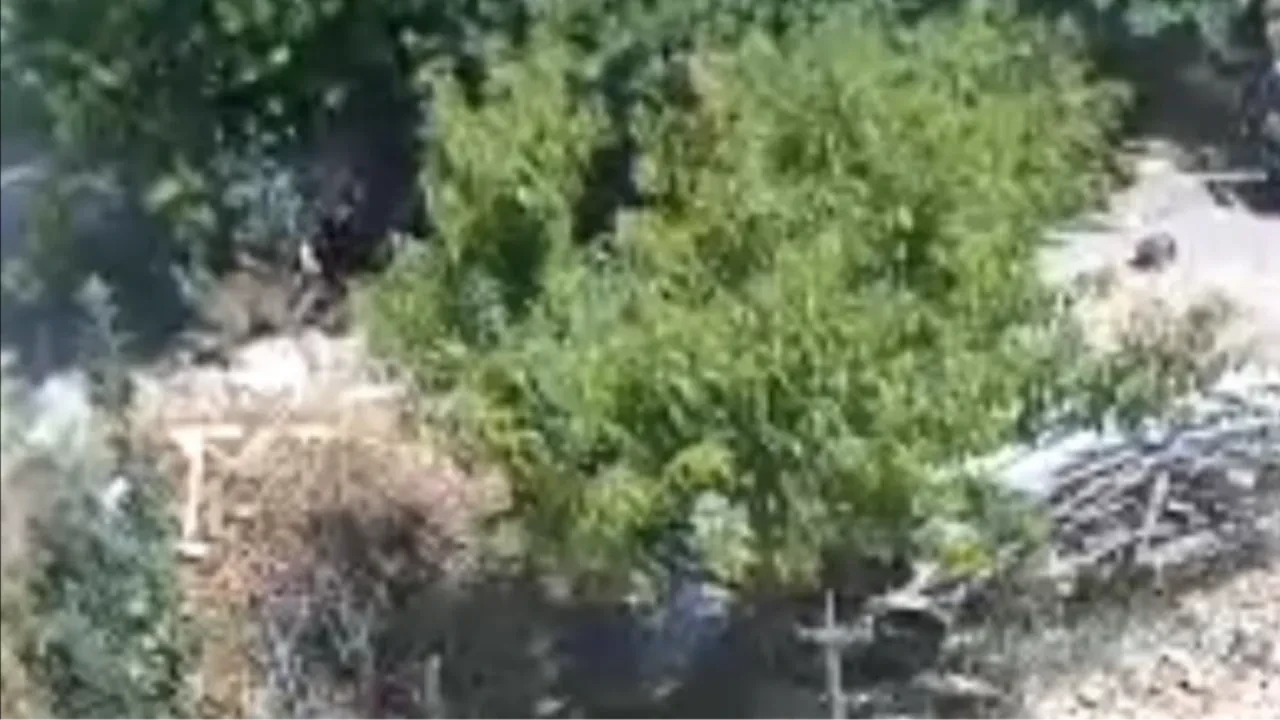 Karaman'da Belçika kurdu köpeği dehşeti: 3 yaşındaki çocuk ağır yaralandı