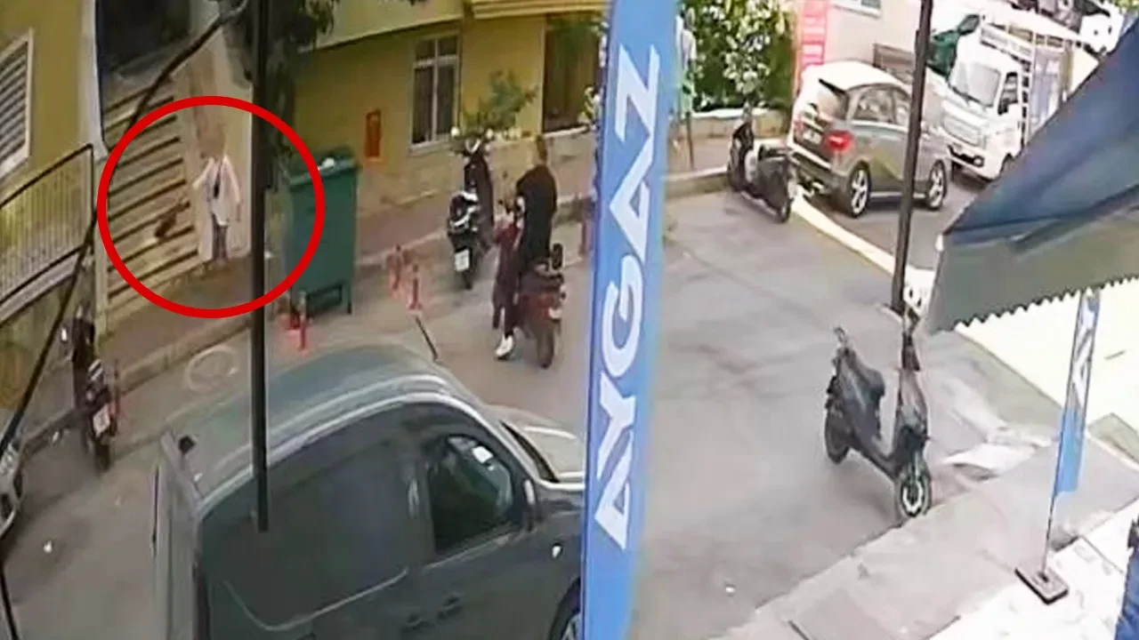 Kediye şiddet kamerada! Kuyruğundan tutup fırlattı