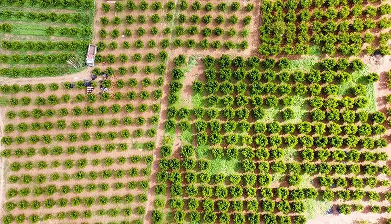 15’e alıp markette 100 liraya satıyorlar! 5 şehirde üretiliyor,  81 ile gidiyor 