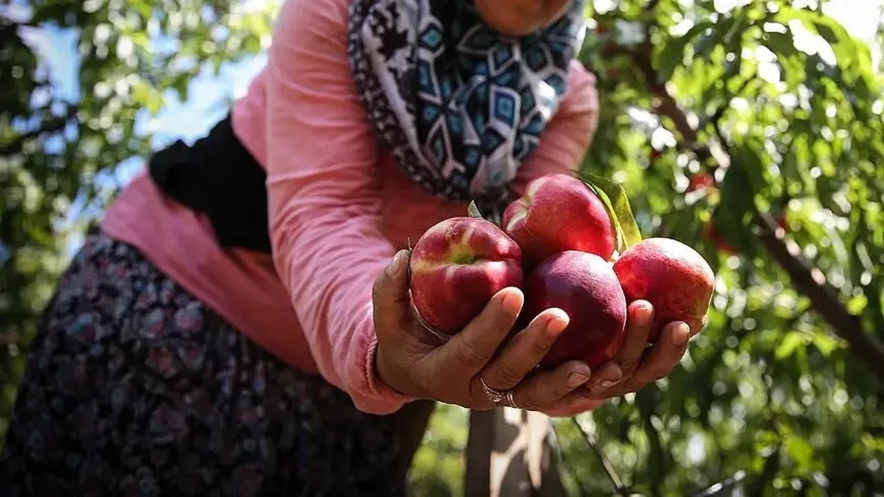 15’e alıp markette 100 liraya satıyorlar! 5 şehirde üretiliyor,  81 ile gidiyor 