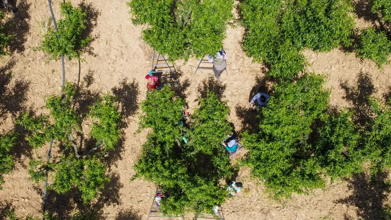 15’e alıp markette 100 liraya satıyorlar! 5 şehirde üretiliyor,  81 ile gidiyor 
