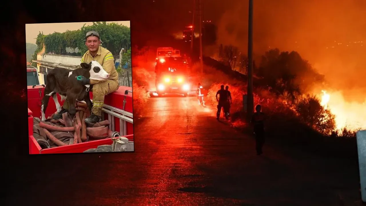 Alevlerin arasından kurtarıldı! Buzağının iç ısıtan fotoğrafı