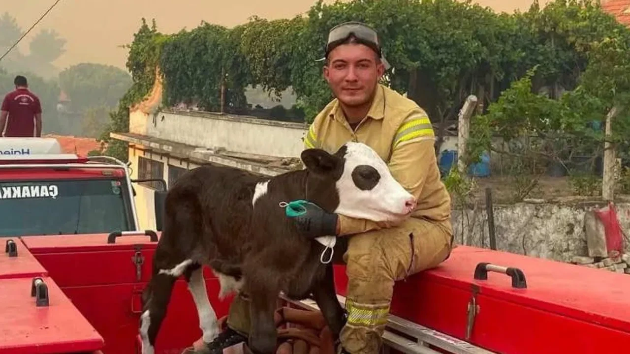 Alevlerin arasından kurtarıldı! Buzağının iç ısıtan fotoğrafı