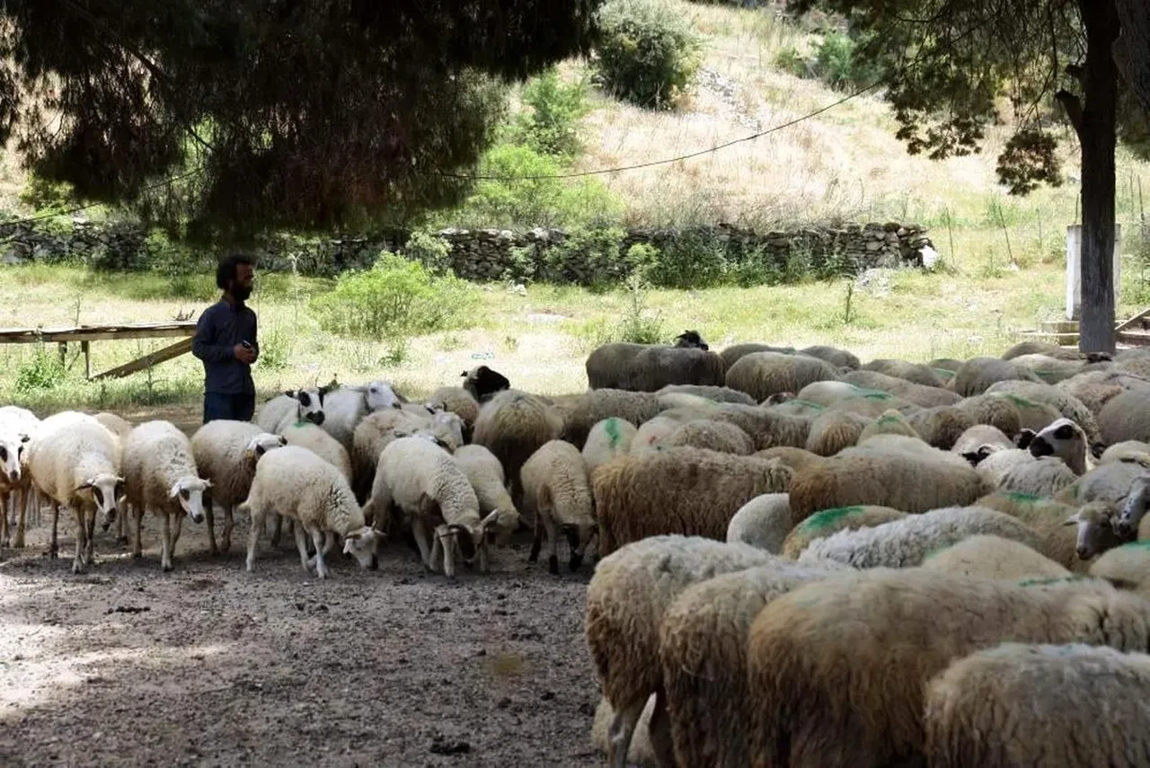 Avrupa yangınla mücadelede çözümü geçmişte buldu: Keçi ve koyunlar ormanlık alana salınacak