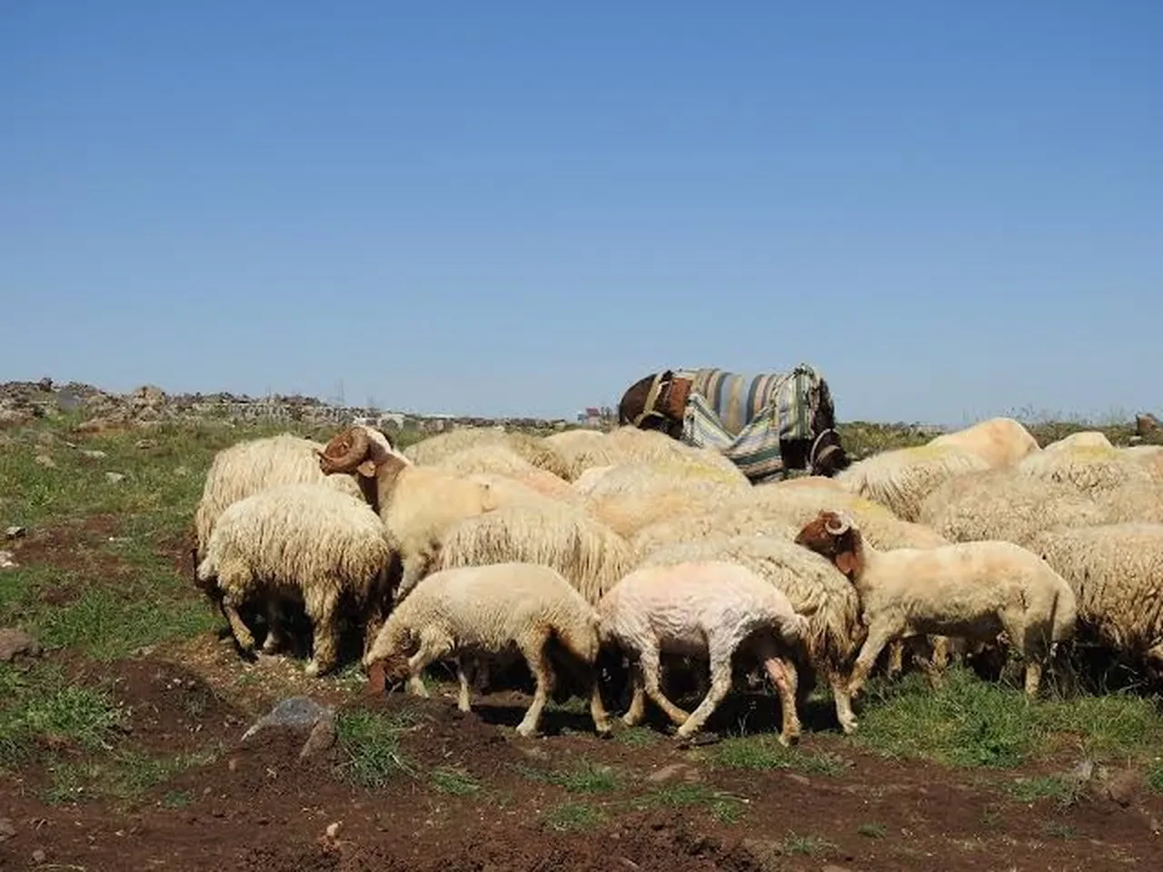 Avrupa yangınla mücadelede çözümü geçmişte buldu: Keçi ve koyunlar ormanlık alana salınacak