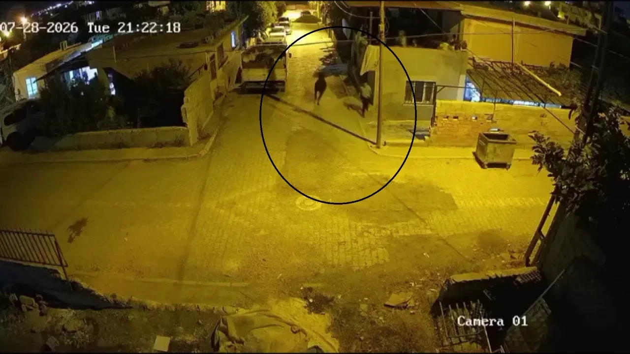 Firari angus ortalığı birbirine kattı! Antakya’da korku dolu anlar kamerada