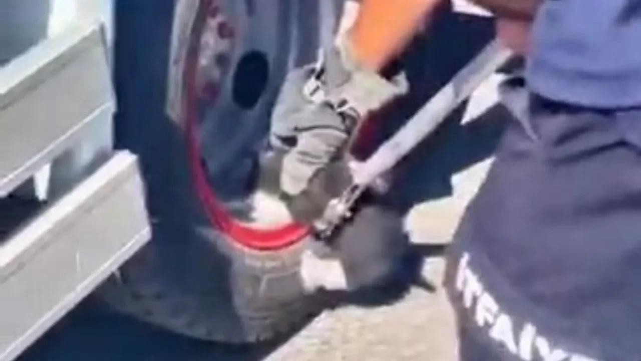 Minik kedi kamyonet tekeri arasından kurtarıldı: O anlar kamerada