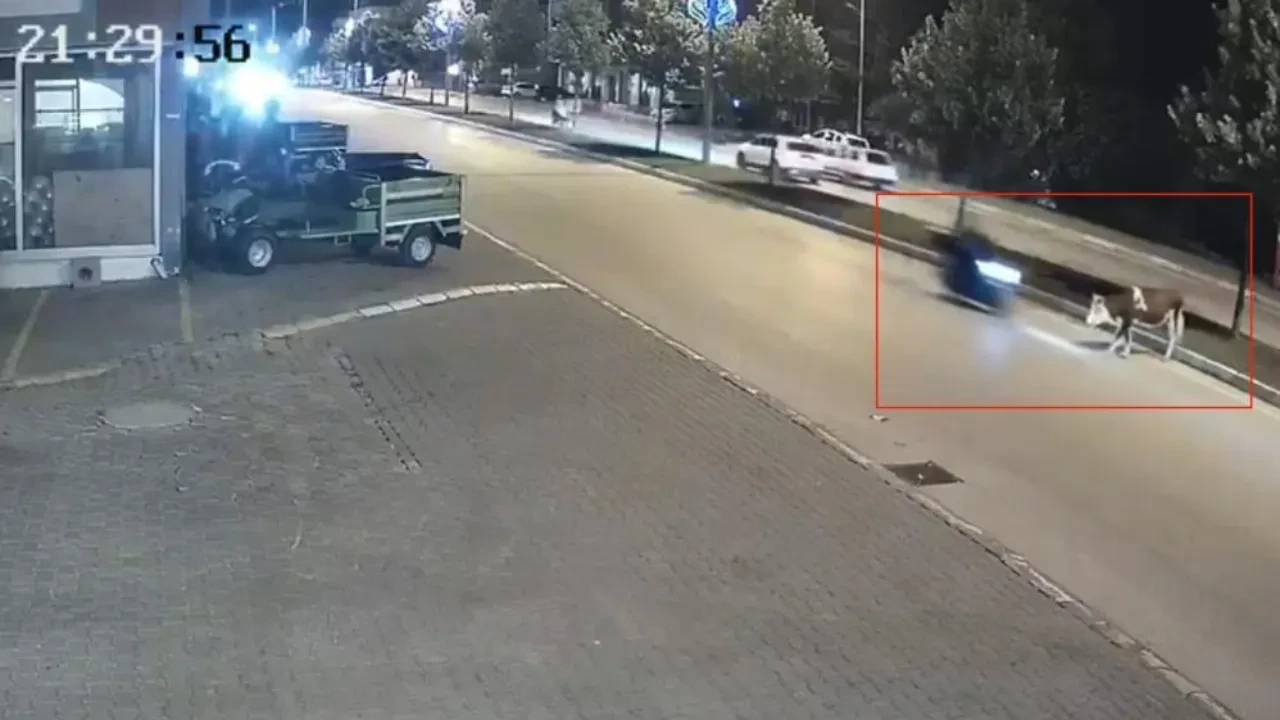 Motosiklet büyükbaş hayvana çarptı! O anlar kamerada