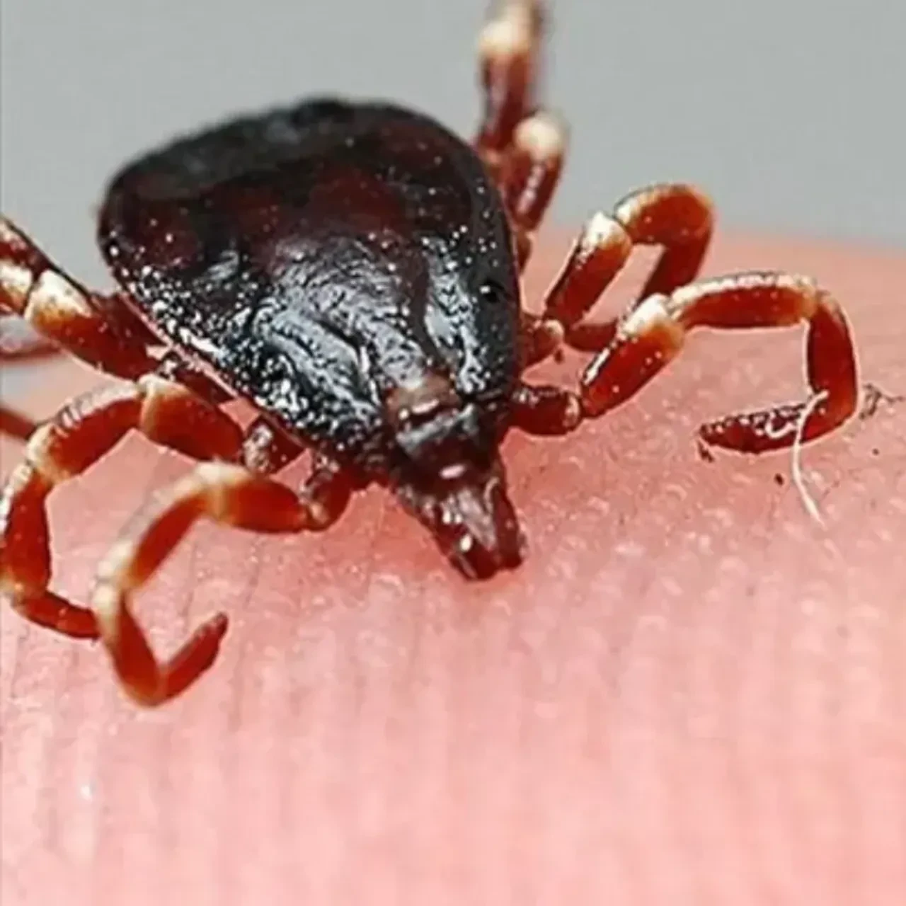 Kene kabusu can almaya devam ediyor: Tokat’ta bir kişi KKKA’dan öldü