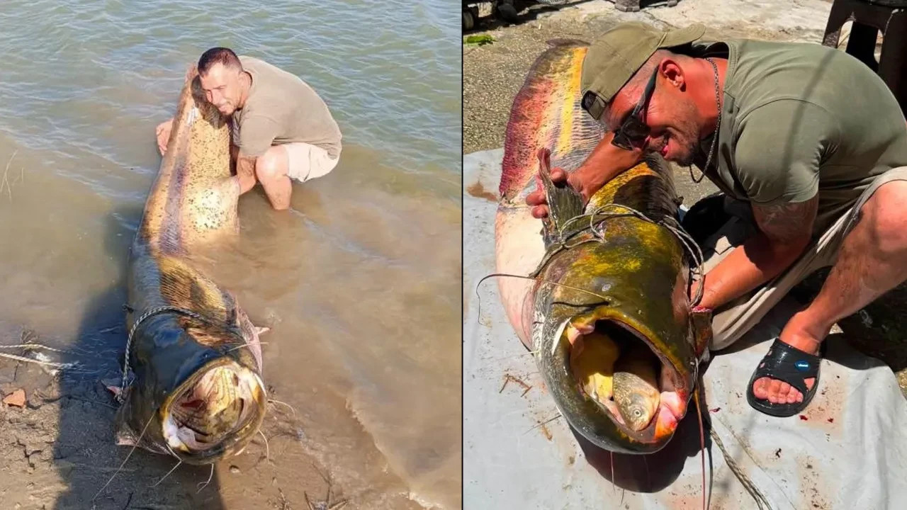 Dev yayın balığını görenler şaşkınlığını gizleyemedi: Tam 2.5 metre, 157 kilo