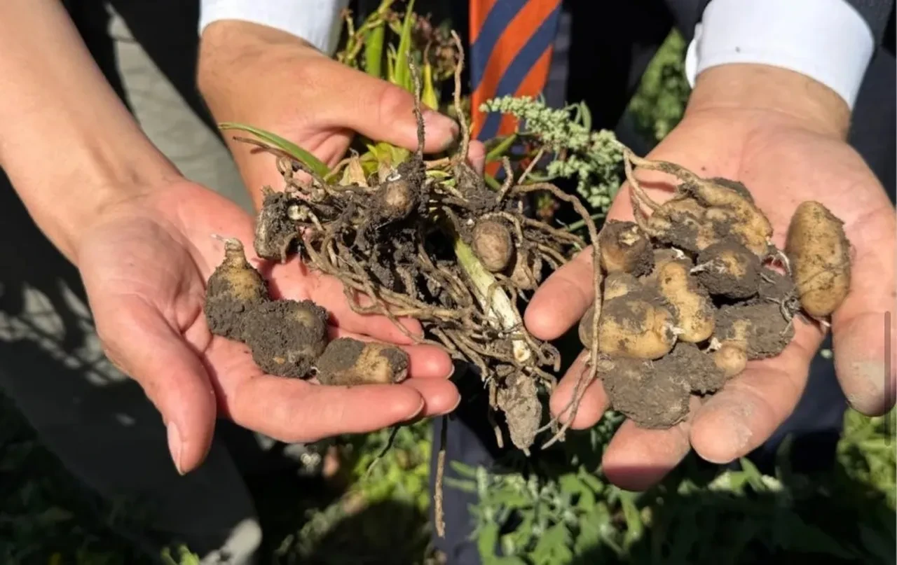 'Hakkari'de yetişmez' deniyordu, kilosu 15 bin liradan satılıyor! İlk hasadı yapıldı