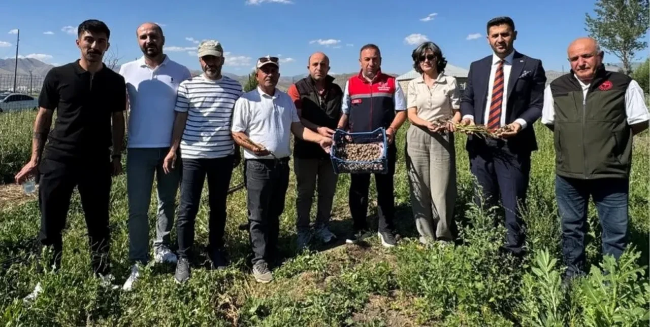 'Hakkari'de yetişmez' deniyordu, kilosu 15 bin liradan satılıyor! İlk hasadı yapıldı