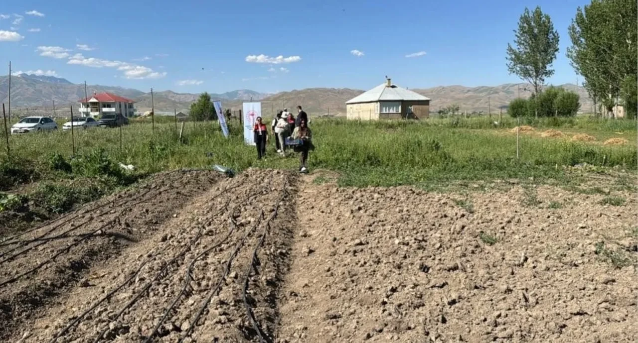 'Hakkari'de yetişmez' deniyordu, kilosu 15 bin liradan satılıyor! İlk hasadı yapıldı