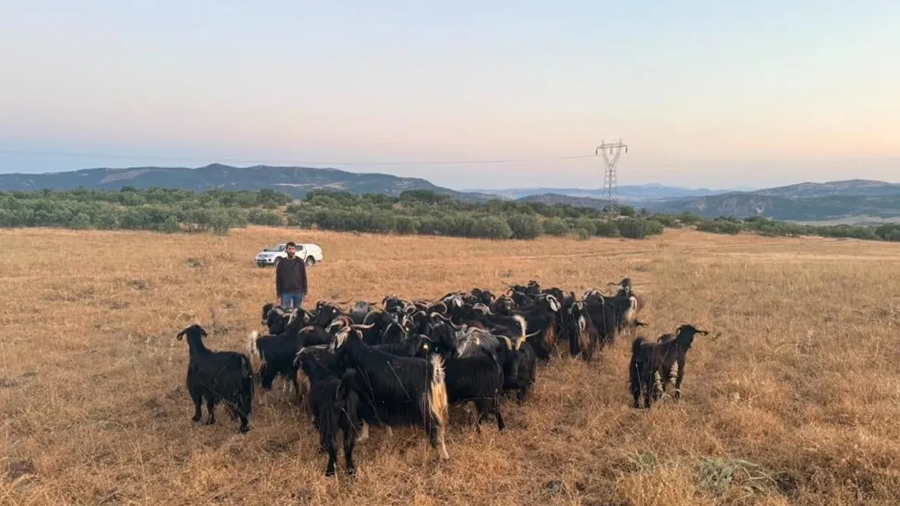 Elazığ'da çoban keçileri kaçırdı! Jandarma ekipleri harekete geçti