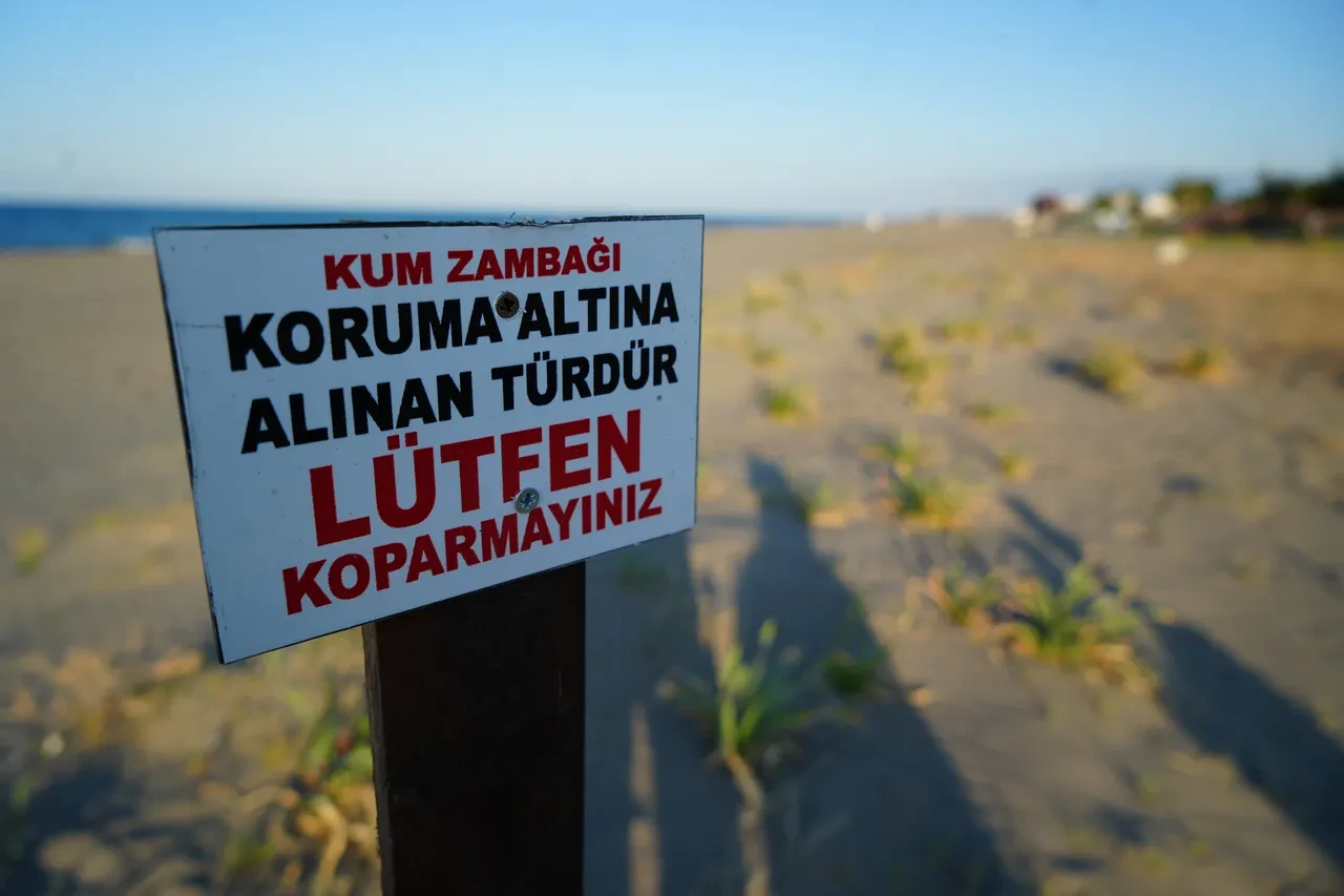 Samsun’un vazgeçilmezi, doğada kendiliğinden yetişiyor! Koparmanın bedeli çok ağır