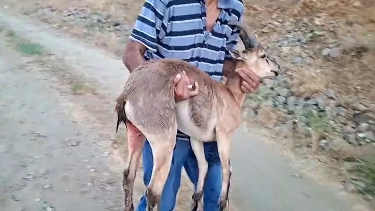 Elazığ'da bir şahıs, köpeklerin saldırdığı dağ keçisini kucağında taşıdı