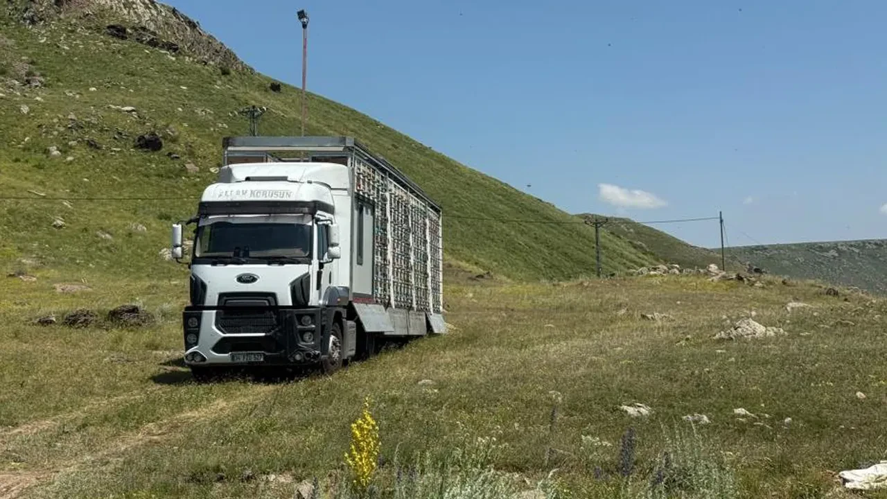 Kars'ta tır dorsesinde mobil arı üretim üssü! Türkiye'de ilk olan yöntemle 340 kovandan bal alınıyor