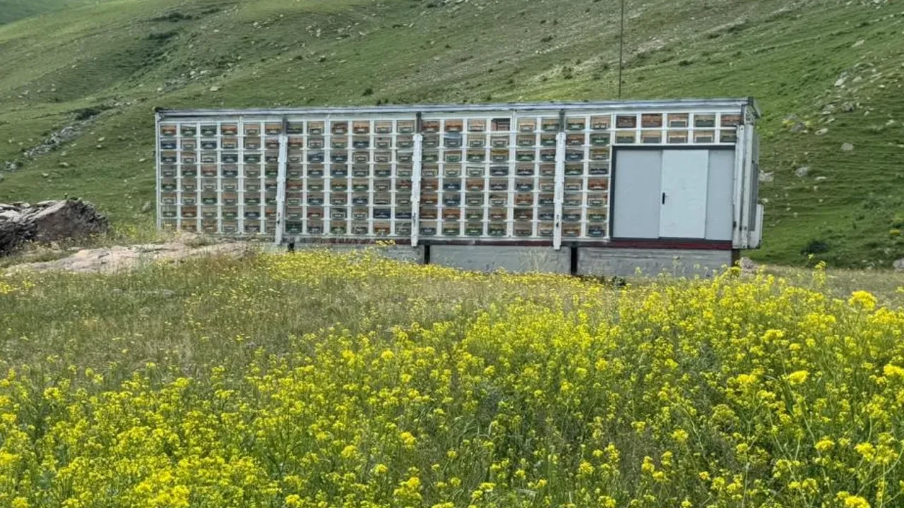 Kars'ta tır dorsesinde mobil arı üretim üssü! Türkiye'de ilk olan yöntemle 340 kovandan bal alınıyor