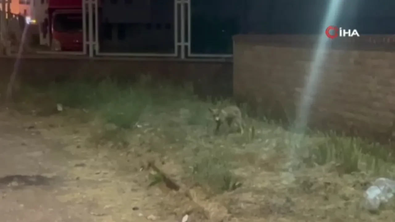 Kokoreç müdavimi tilki kamerada! Bazen tezgâhta yiyor bazen paketini alıp gidiyor