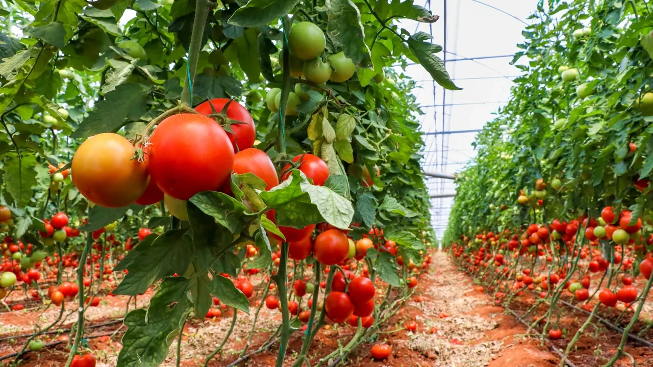 Tarla ile market arasındaki fiyat farkı yüzde 461,2! İşte Temmuz ayının zam şampiyonu sebzeleri
