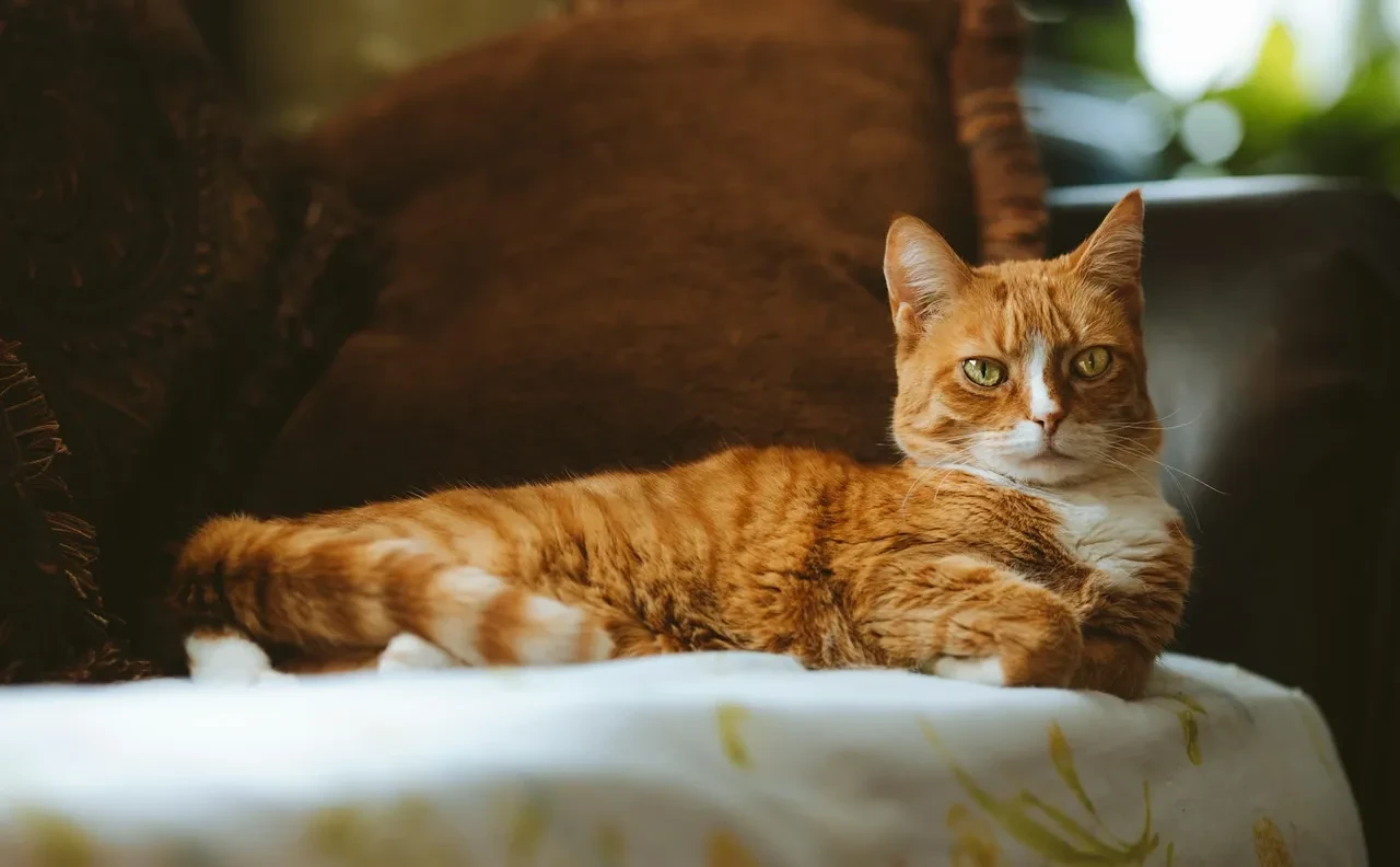 Kediniz evin içinde sıkılıyor mu? Bilim dünyasından içinizi rahatlatacak açıklama