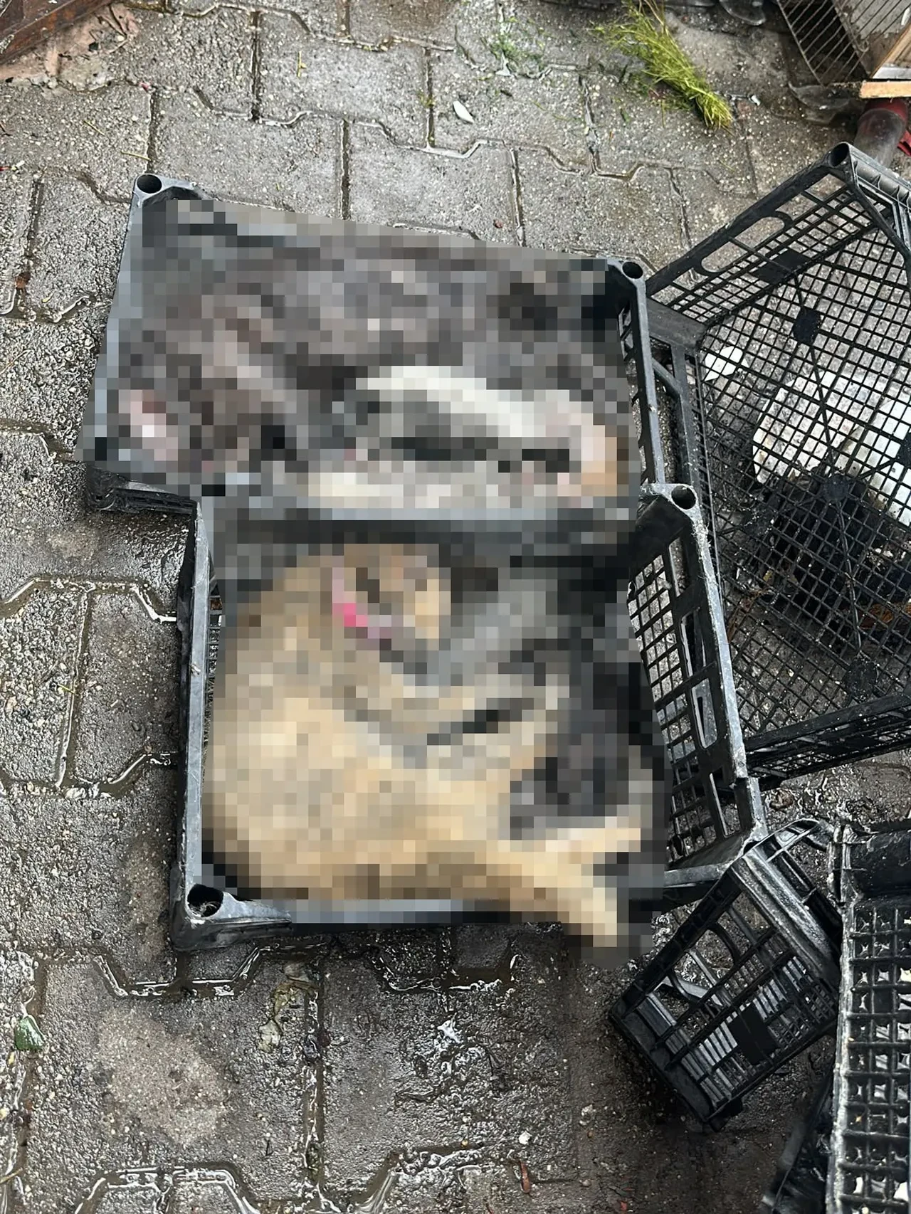 Ruhsatsız petshopta yangın faciası: Çok sayıda hayvan alevler içinde kaldı