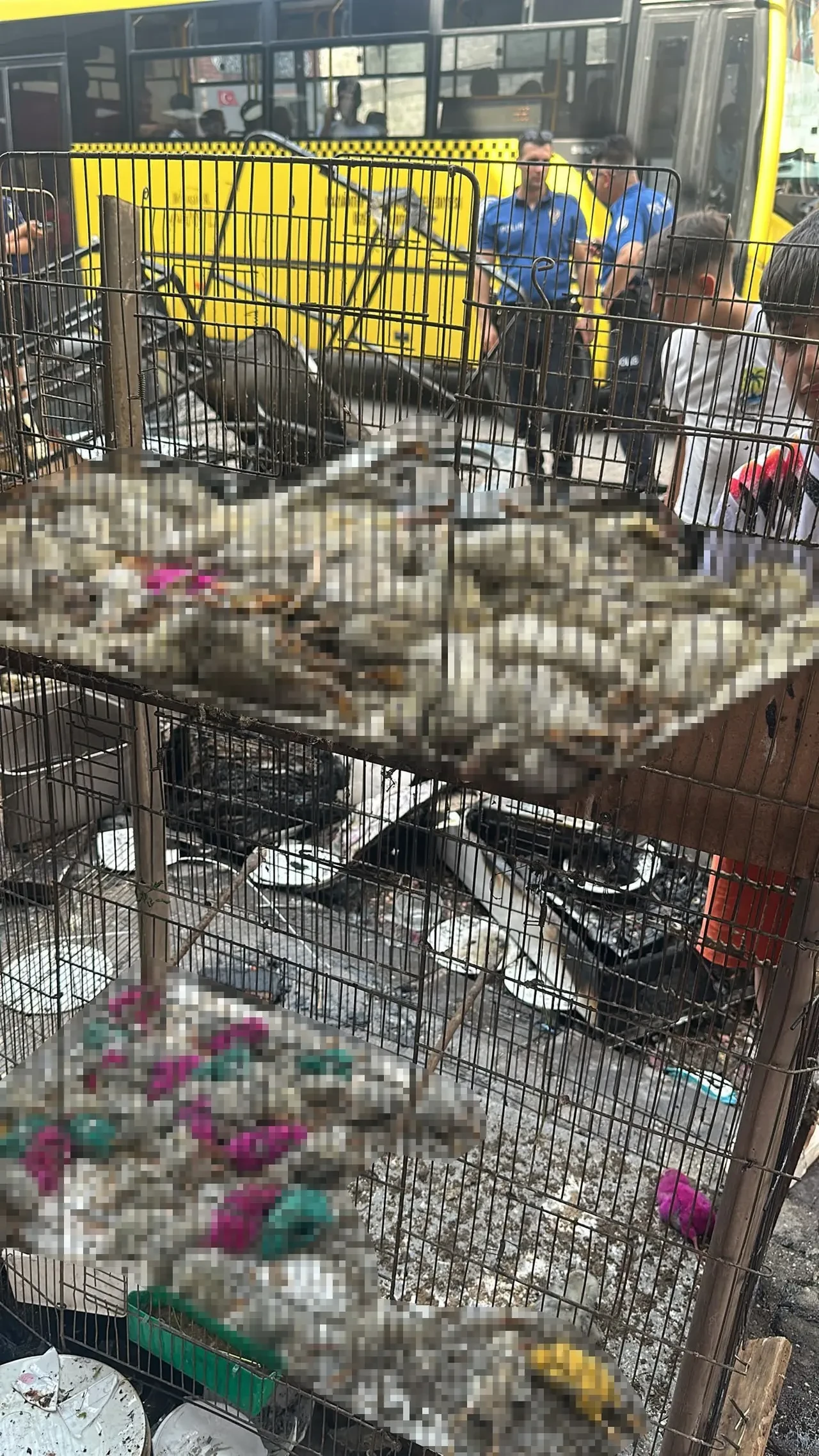 Ruhsatsız petshopta yangın faciası: Çok sayıda hayvan alevler içinde kaldı
