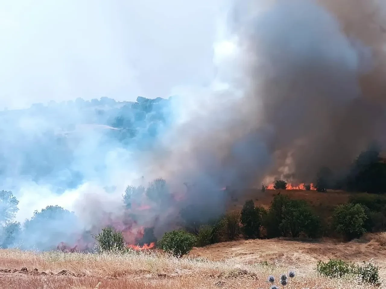 Malatya Pütürge'de orman yangını! Alevlere havadan ve karadan müdahale sürüyor