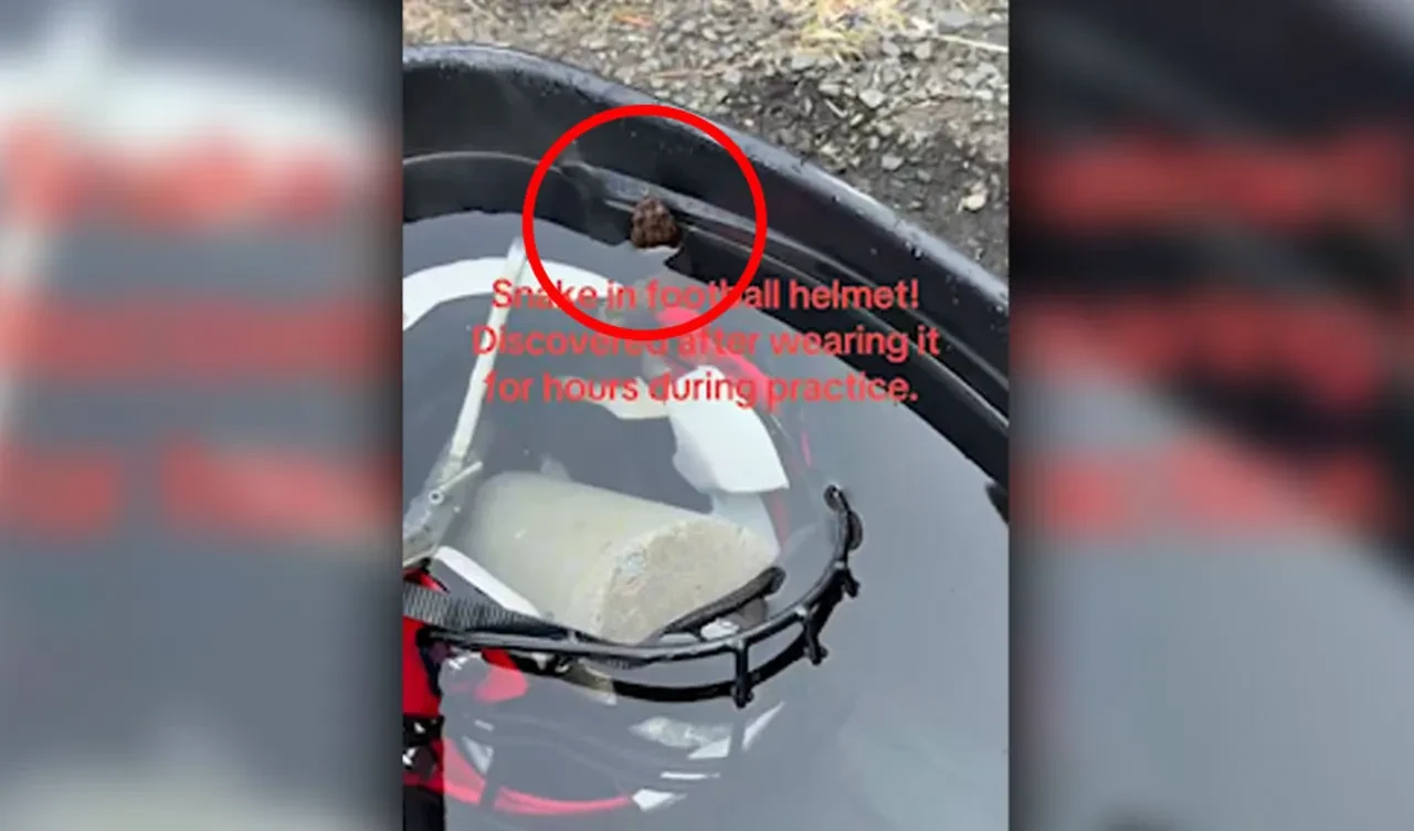 Yılanlı kaskı 1 saat boyunca fark etmeden kafasında taşıdı! 2 metrelik zehirli hayvan böyle yakalandı