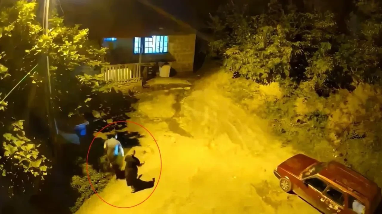 Gece avluya indiler, ayıyla karşılaştılar! Korku dolu anlar kamerada