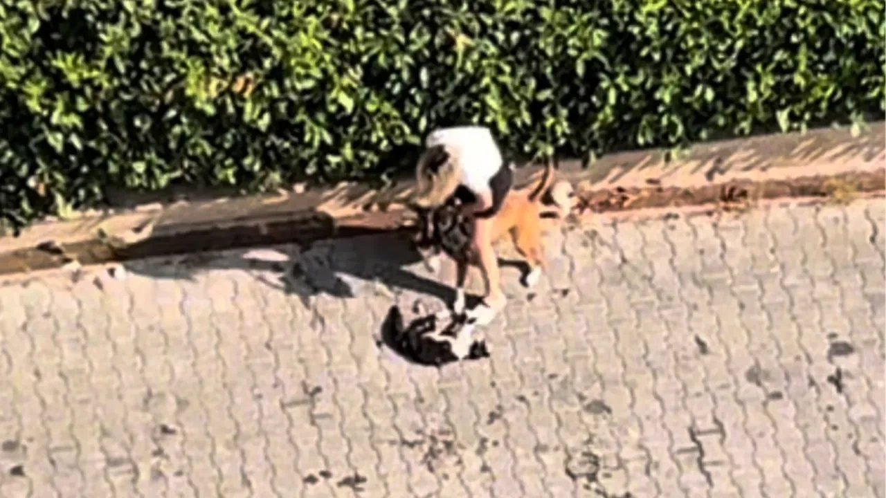 Pitbull kediyi parçaladı! Sahibi ‘polisi aramayın diye’ yalvardı