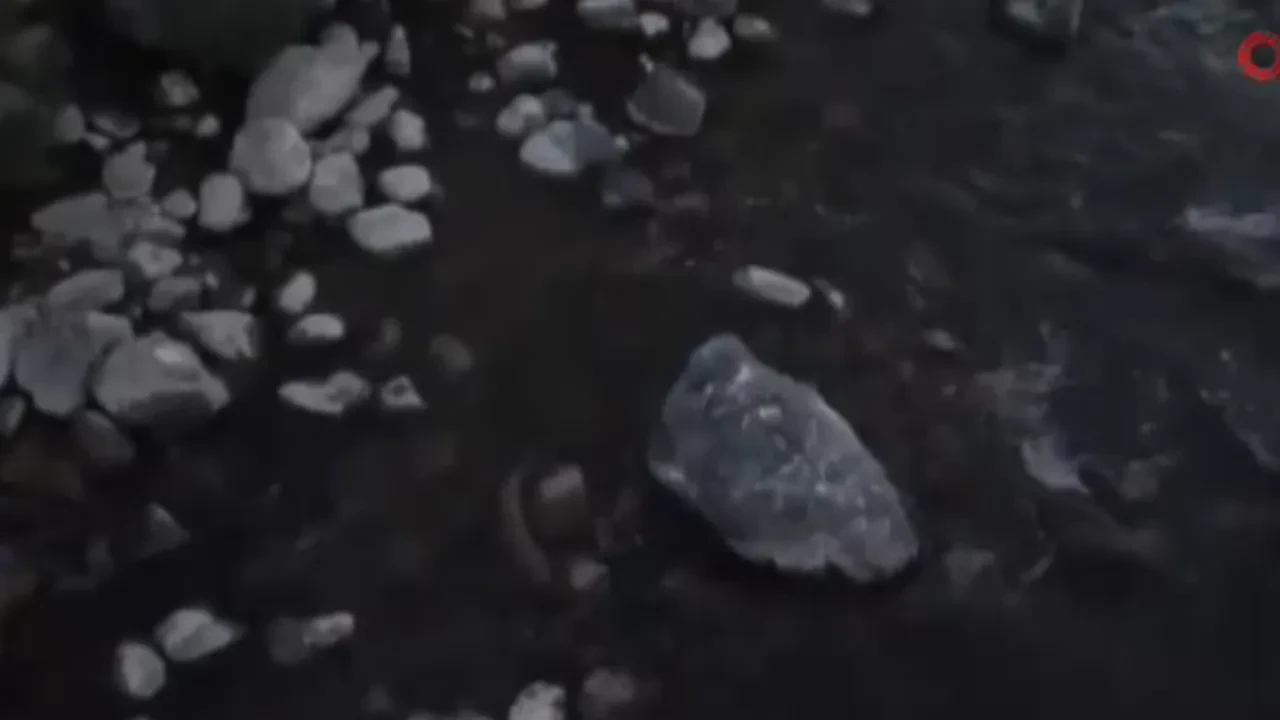 Bingöl’de nesli tehlike altındaki su samuru görüldü!