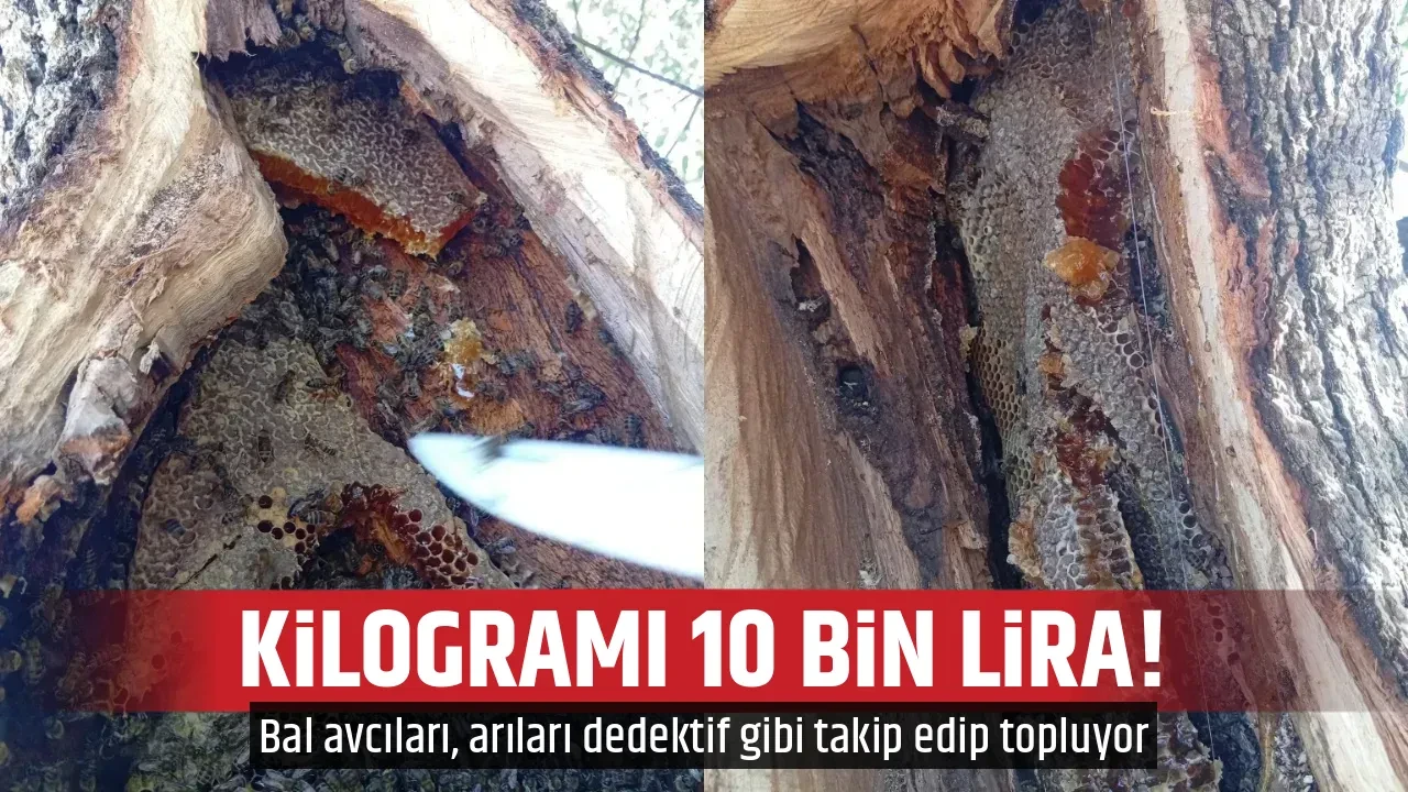 KİLOGRAMI 10 BİN LİRA!