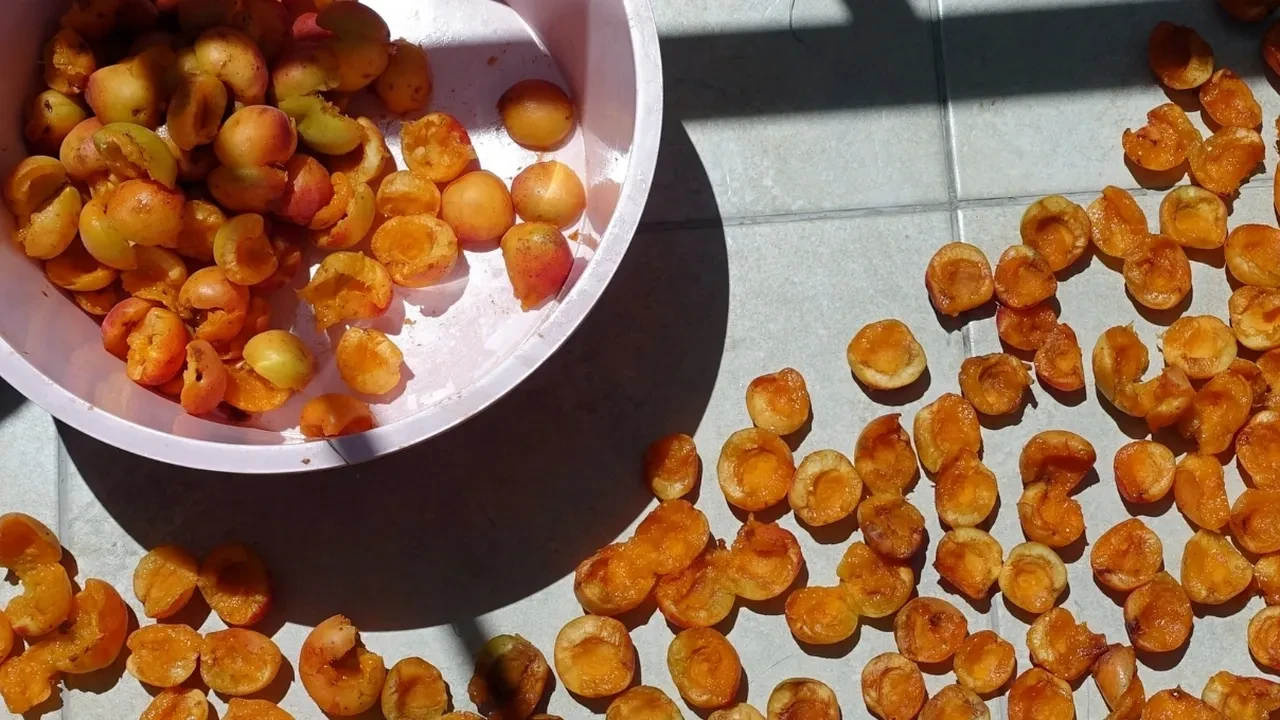 Malatyalı yengemden öğrendim! Evde kayısı kurutmak çok kolay