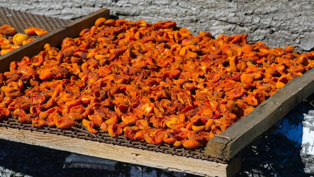 Malatyalı yengemden öğrendim! Evde kayısı kurutmak çok kolay