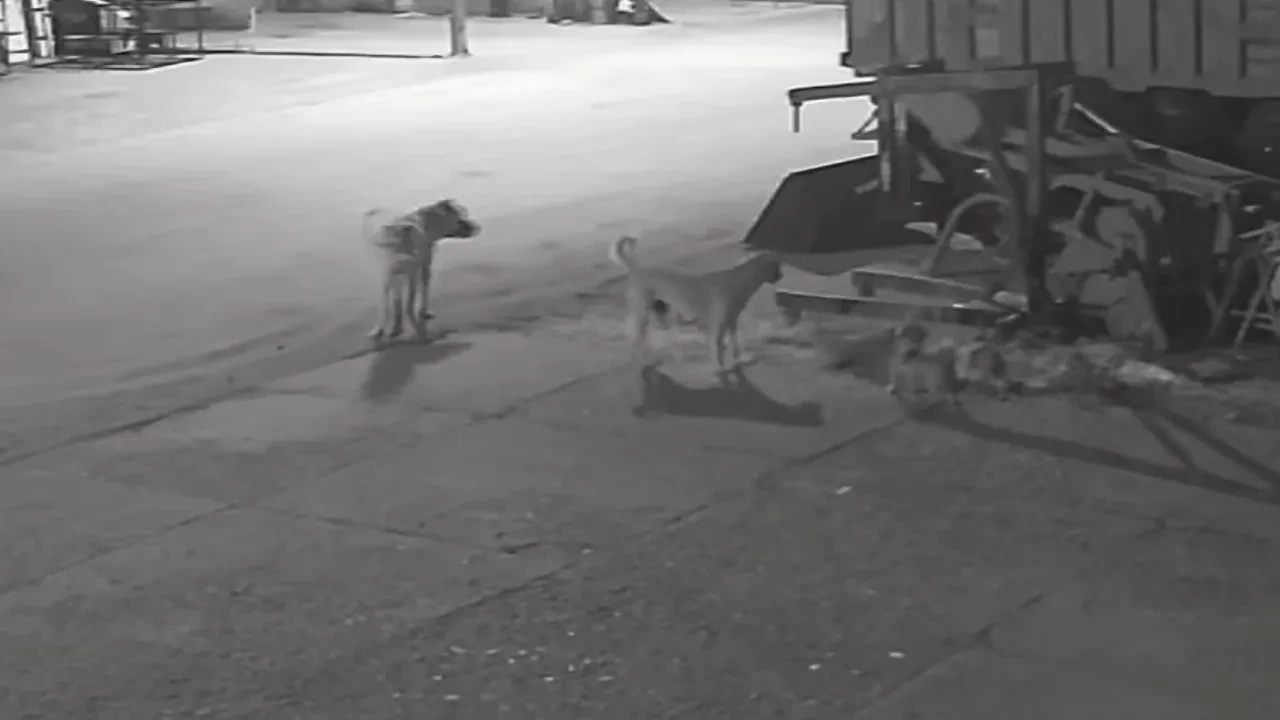 Sokak köpekleri cins köpeklere saldırdı! Dehşet anları kamerada