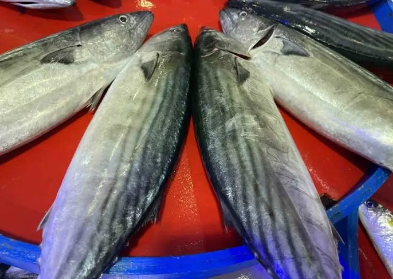 Balık sezonu erkene çekildi! Bakan Yumaklı için kararı duyurdu