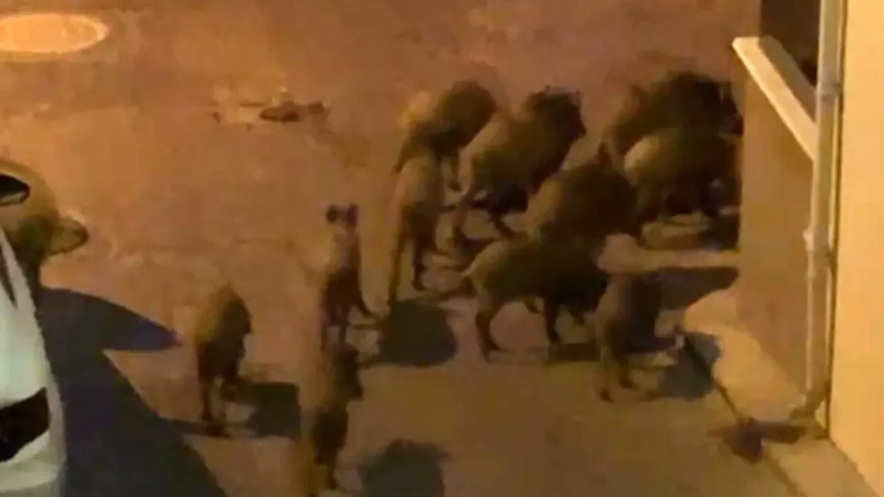 Sürü halinde sokaklara indiler! Kuşadası’nda domuz alarmı