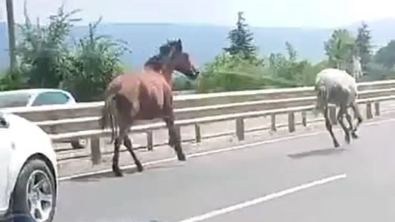 Bursa’da yol hipodroma döndü: Başıboş atlar araçlarla yarıştı