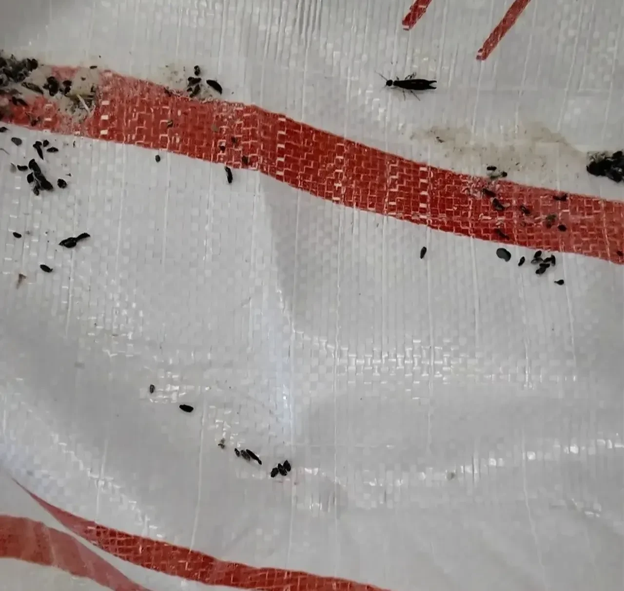 Fare dışkısı, paslı keser ve tarihi geçmiş maya! Skandal ekmek fırını hakkında karar verildi