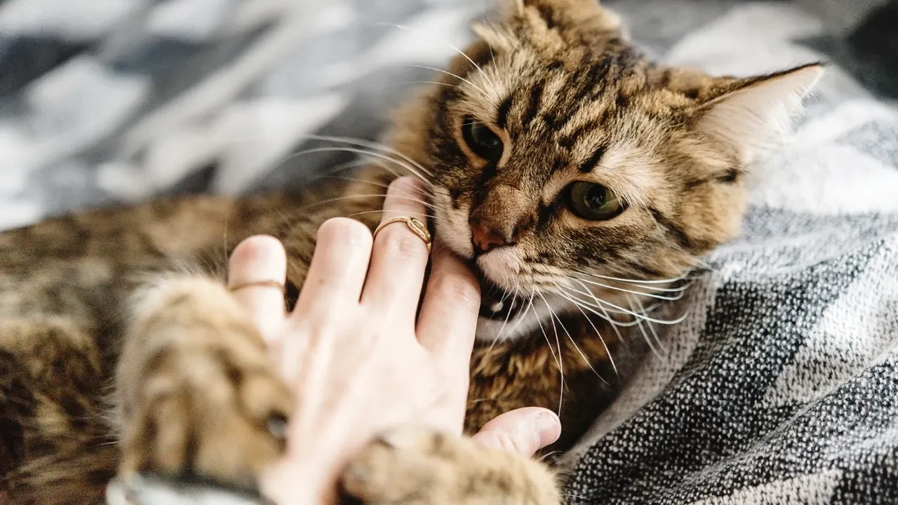 Kedi ısırığı kuduz yapar mı? Kedi ısırığından yoğun bakıma alınan çocuk!