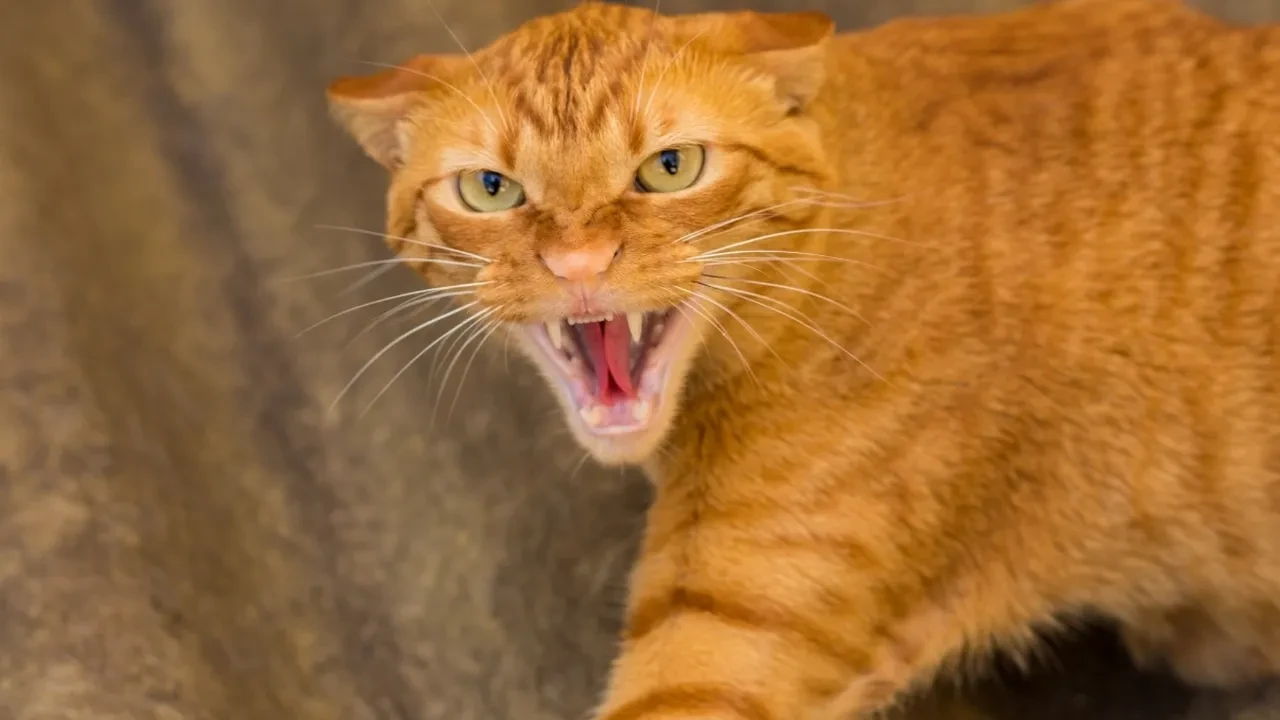 Kedi ısırığı kuduz yapar mı? Kedi ısırığından yoğun bakıma alınan çocuk!
