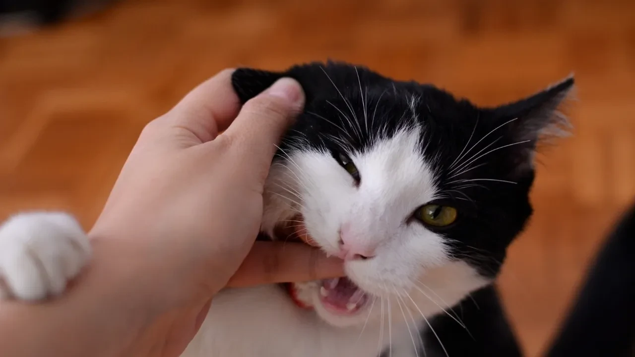Kedi ısırığı kuduz yapar mı? Kedi ısırığından yoğun bakıma alınan çocuk!