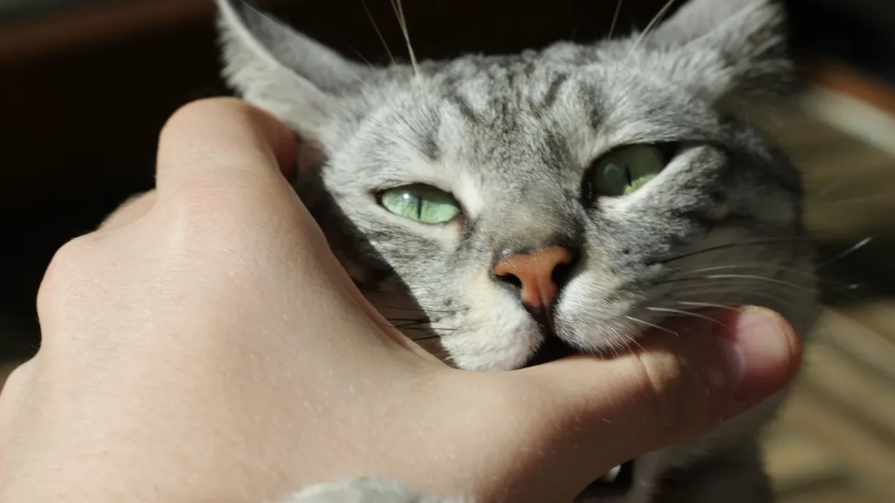 Kedi ısırığı kuduz yapar mı? Kedi ısırığından yoğun bakıma alınan çocuk!
