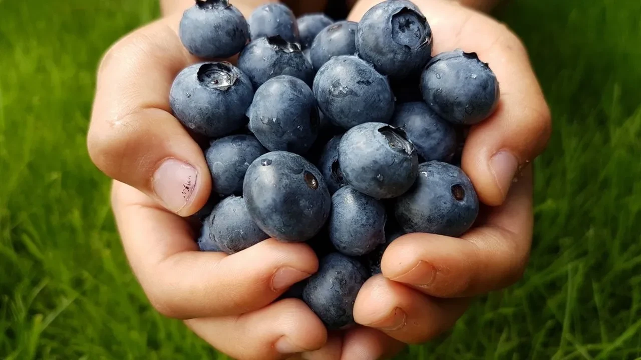 Eczanedeki dayı doğal retinolü önerdi! Günde bir avuç yiyin