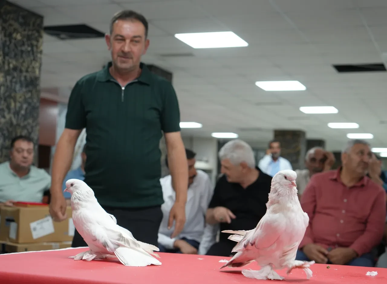 Ev ve araba fiyatına güvercin! 5 milyon TL'lik kuşlar Erzurum'da podyuma çıktı
