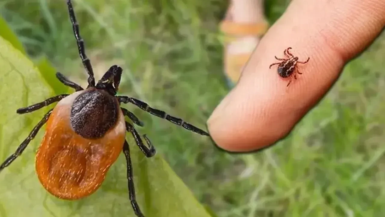 Kene kabusu sürüyor! Yaşlı adam kurtarılamadı