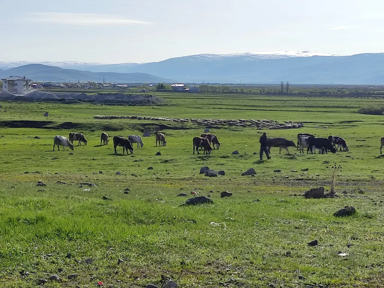 Ardahan'da kuduz alarmı: Bölge karantinaya alındı, ekipler harekete geçti!